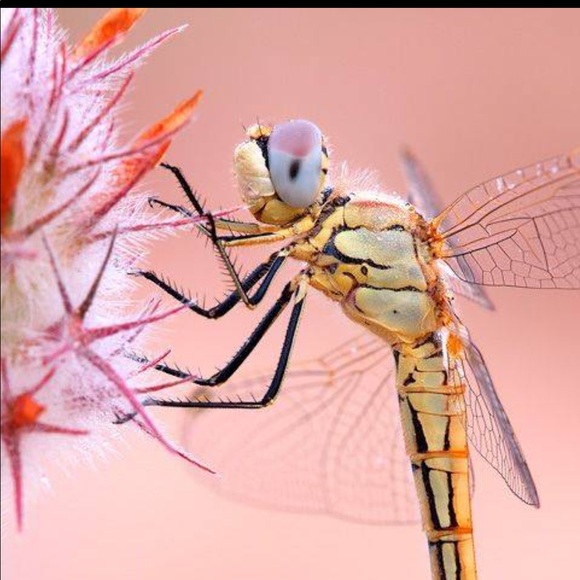 dragonfly0324
